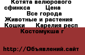 Котята велюрового сфинкса. .. › Цена ­ 15 000 - Все города Животные и растения » Кошки   . Карелия респ.,Костомукша г.